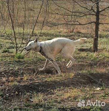 Собака с цепью бегает
