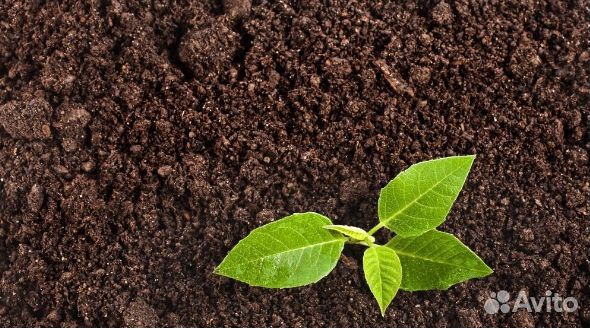 Почвогрунт