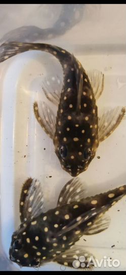 Номерные сомы l 201