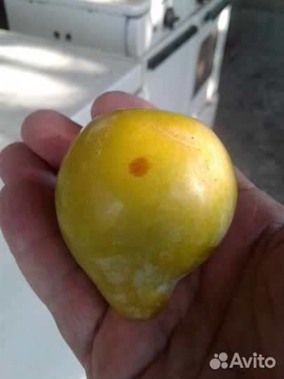 Саженцы слива