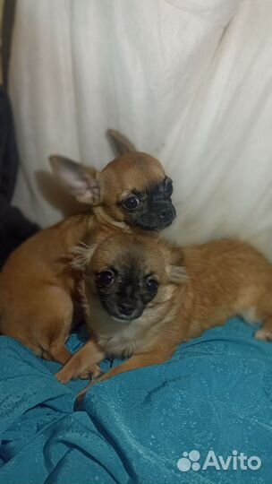 Чихуахуа щенок