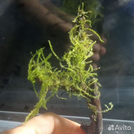 Яванский мох, мох на коряге, наяда