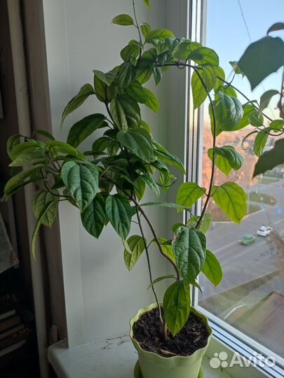 Продам цветы комнатные