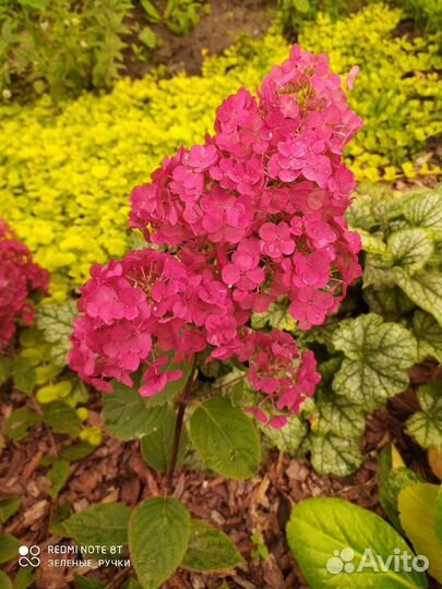 Укорененные черенки Гортензия Самарская Лидия