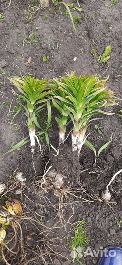 Лилия розовая