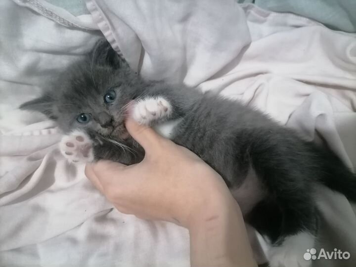 Отдам бесплатно