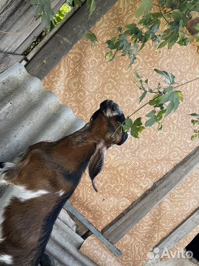 Нубийский козел вязка