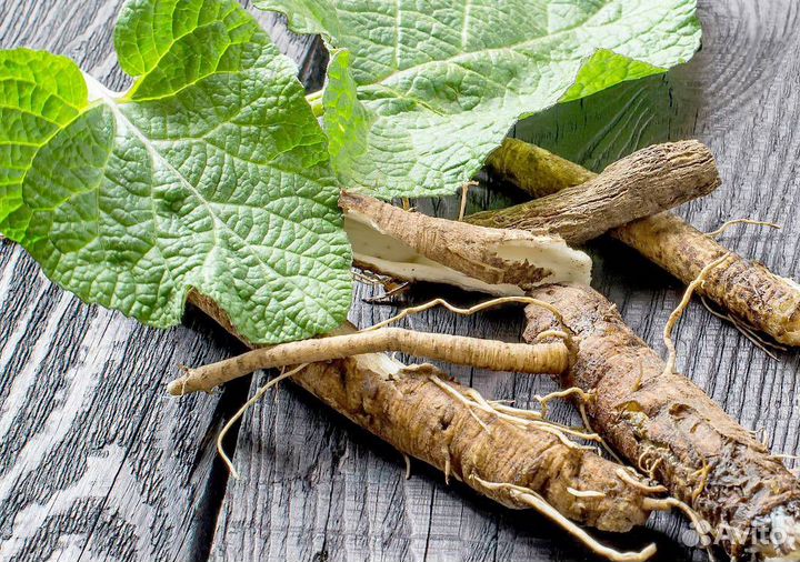 Корни лопуха (горные)