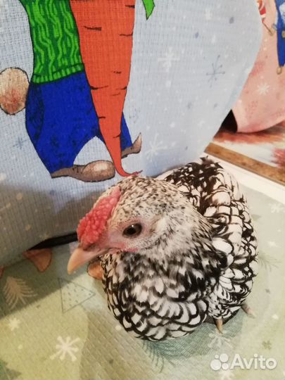 Куры сибрайт