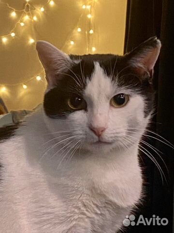 Кошечка Муся ищет любящий дом и семью