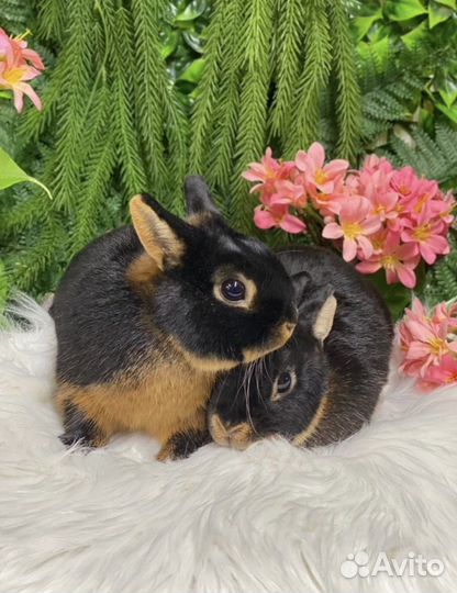 Из Царского Кролика