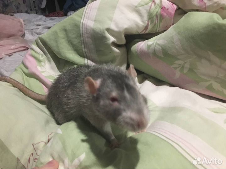 Крыса дэвил