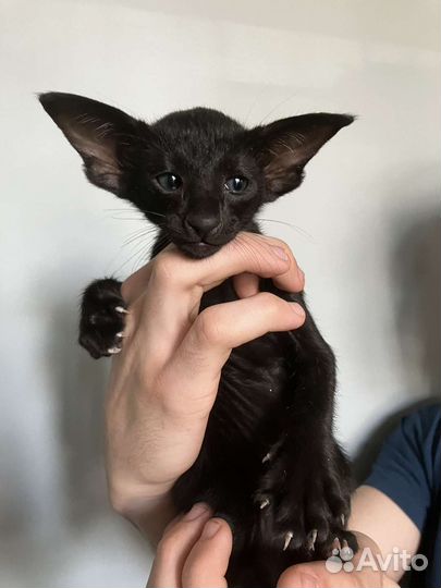 Ориентальная