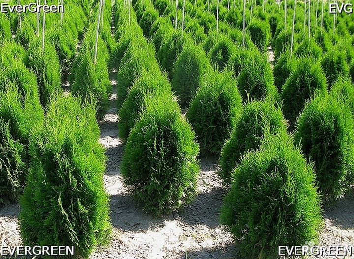 Туи для изгороди