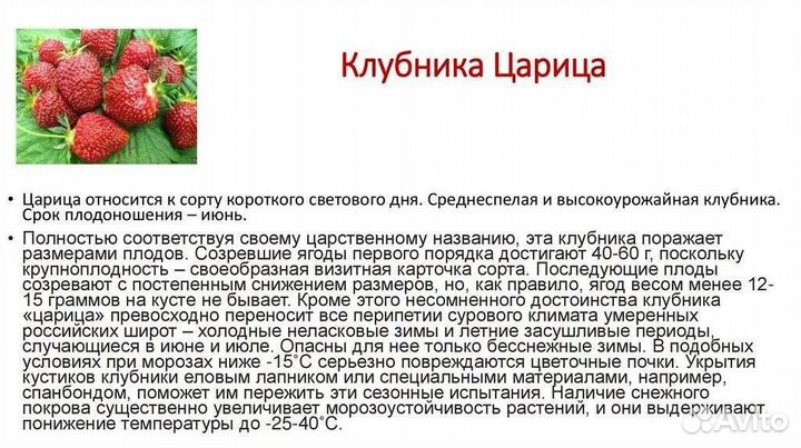 Саженцы клубники