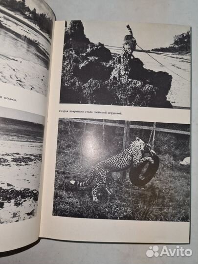 Пятнистый сфинкс. Пиппа бросает вызов