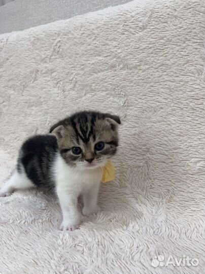 Британские котята