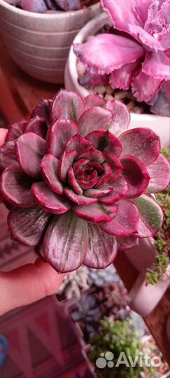 Эхеверии суккуленты вариегатные