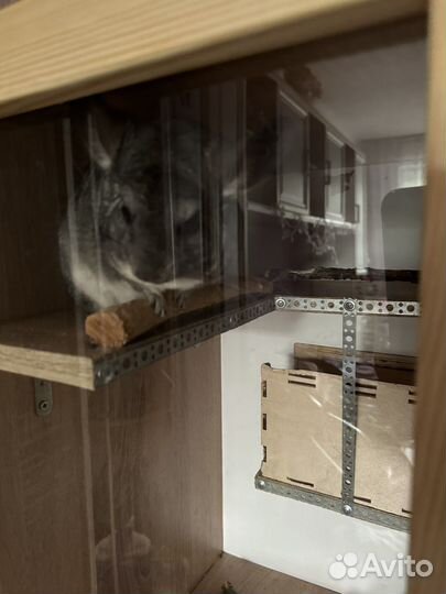 Шиншиллы с витриной