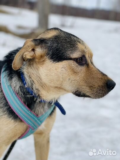 Прогулки с собачкой