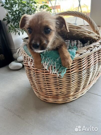 Щенки маленьких пород