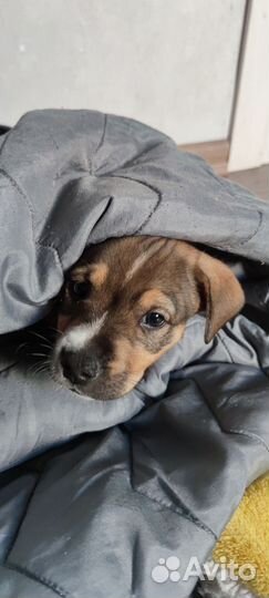 Щенки питбультерьера