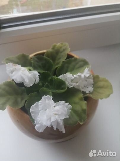 Фиалка белая