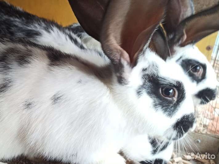 Кролики бабочка