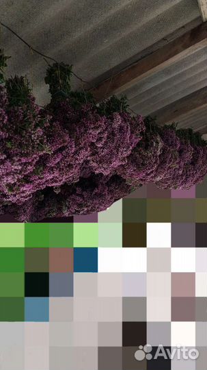 Душица Орегано