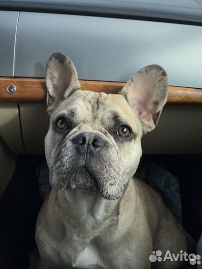 Аренда собаки на фотосессию/видеосъемку