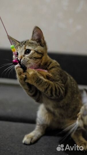 Тигренок а не киска) В дар