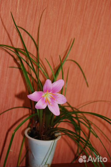 Зефирантес (выскочка)