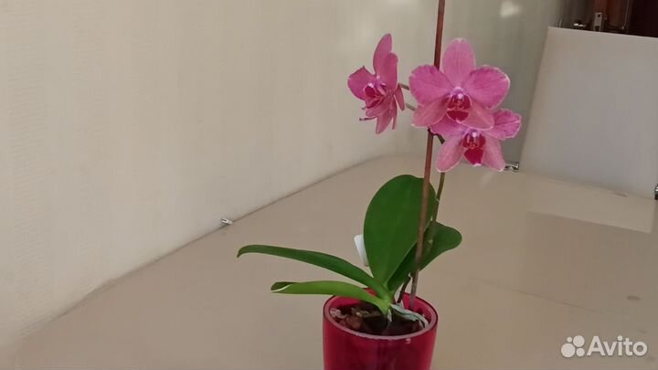 Орхидея фаленопсис Пират Пикоти мутация
