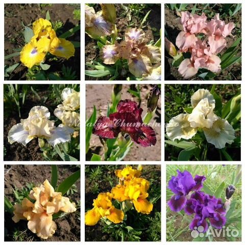 Ирисы карликовые