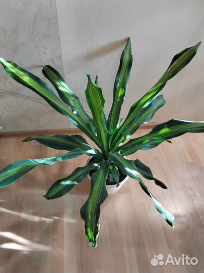 Драцена душистая, Стрелиция Королевская