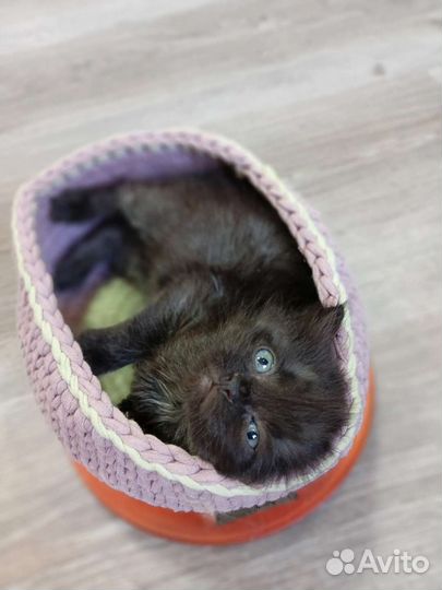 Тьма ищет семью