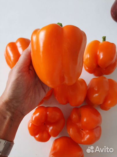 Шикарный перец семена