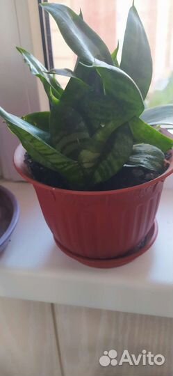 Сансевиерия Ханни