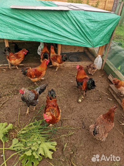 Молодые петухы хохлатые