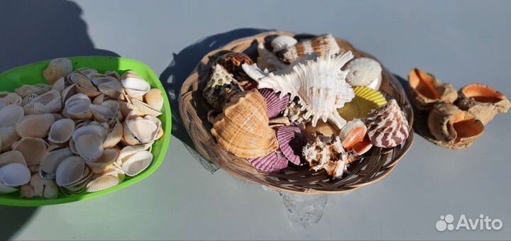 Морские ракушки раковины