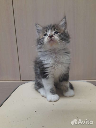Котята мейн-кун