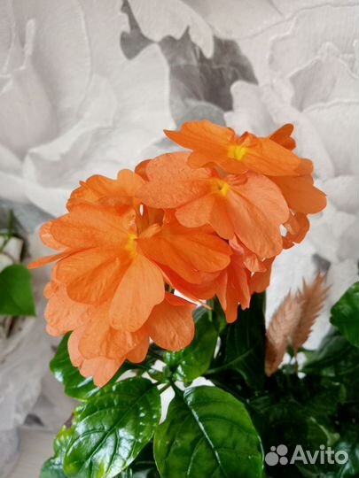 Разные растения