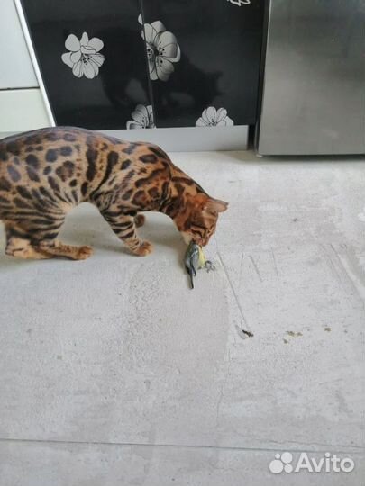 Бенгальский кот вязка