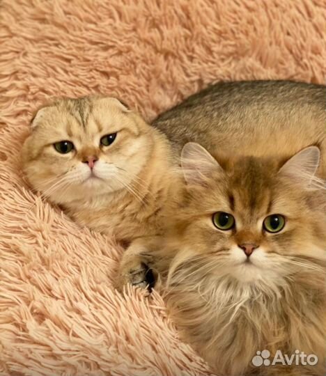 Клубная золотая шотландская кошечка