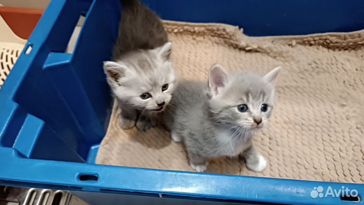 Котята метисы прямоухой британки