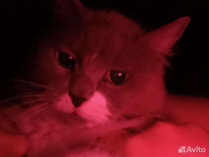 Кошка в добрые руки