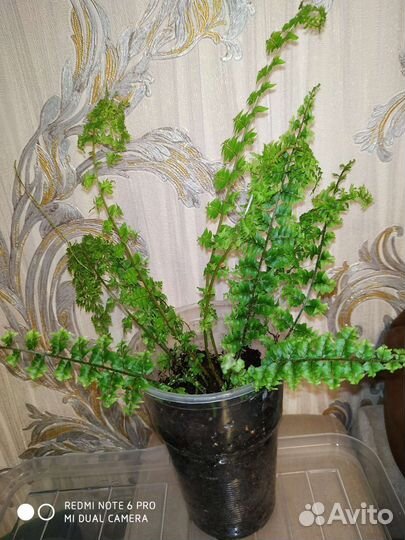Папоротник комнатный