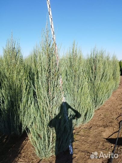 Можжевельник крупномер из питомника с посадкой