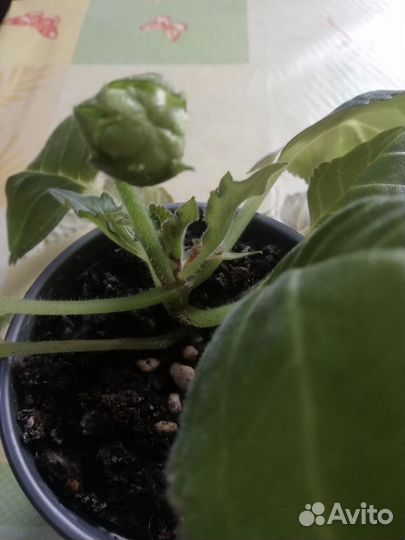 Глоксиния, стрептокарпус