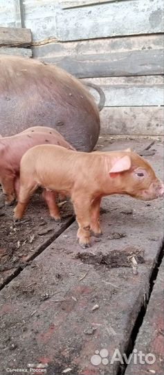 Поросята дюрок